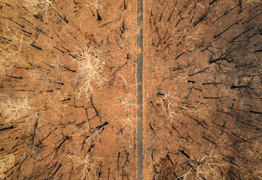 trees-burned-in-bushfire-aerial-view - 1